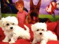 MALTESE BEBEKLER VONALP PETSHOP GARANTİSİ İLE