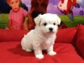 MALTESE BEBEKLER VONALP PETSHOP GARANTİSİ İLE