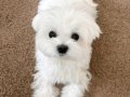 MALTESE BEBEKLER VONALP PETSHOP GARANTİSİ İLE