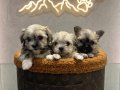 MORKİE BEBEKLER VONALP PETSHOP Güvencesiyle
