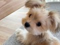 MORKİE BEBEKLER VONALP PETSHOP Güvencesiyle