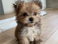 MORKİE BEBEKLER VONALP PETSHOP Güvencesiyle
