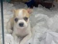 VONALP PET GARANTİSİ İLE CHİHUAHUA YAVRUMUZ