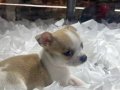 VONALP PET GARANTİSİ İLE CHİHUAHUA YAVRUMUZ