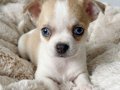 VONALP PET GARANTİSİ İLE CHİHUAHUA YAVRUMUZ