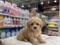 IRK GARANTİLİ MALTİPOO BEBEKLER VONALP PETSHOPTAN 