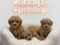 IRK GARANTİLİ MALTİPOO BEBEKLER VONALP PETSHOPTAN 