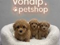 IRK GARANTİLİ MALTİPOO BEBEKLER VONALP PETSHOPTAN 