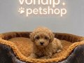 IRK GARANTİLİ MALTİPOO BEBEKLER VONALP PETSHOPTAN 