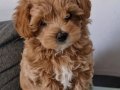 IRK GARANTİLİ MALTİPOO BEBEKLER VONALP PETSHOPTAN 