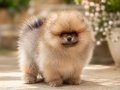 POMERANİAN BEBEKLER VONALP PETSHOPTAN