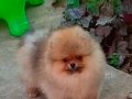 POMERANİAN BEBEKLER VONALP PETSHOPTAN