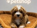 En Tatlı Maltipoo BEBEKLER
