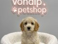 En Tatlı Maltipoo BEBEKLER