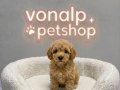 En Tatlı Maltipoo BEBEKLER
