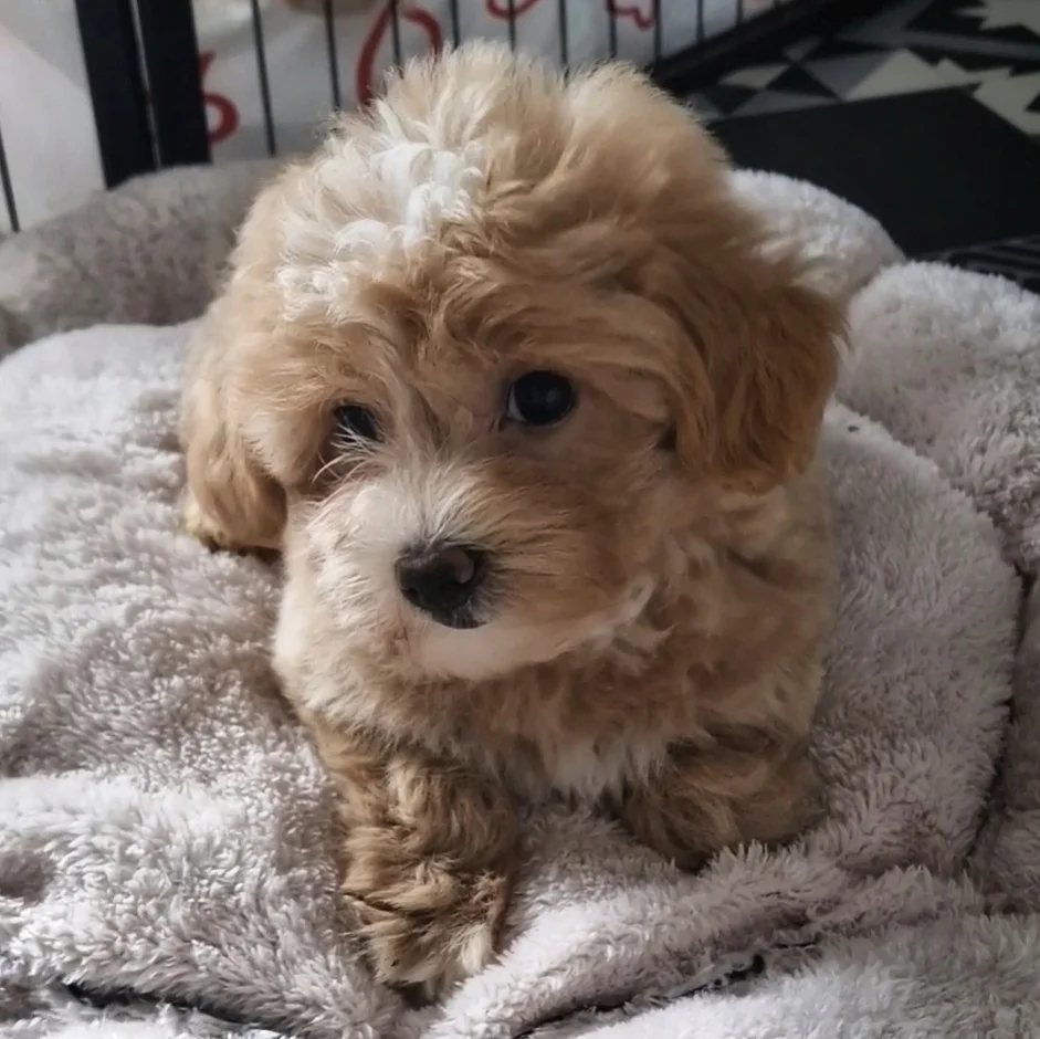 En Tatlı Maltipoo BEBEKLER