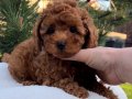 A KALİTESİ TOY POODLE BEBEKLERİMİZ
