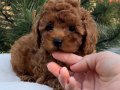 A KALİTESİ TOY POODLE BEBEKLERİMİZ