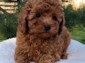 A KALİTESİ TOY POODLE BEBEKLERİMİZ