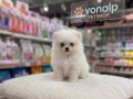 SAFKAN TEACUP POMERANİAN BOO IRK GÜVENCESİYLE