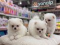 SAFKAN TEACUP POMERANİAN BOO IRK GÜVENCESİYLE