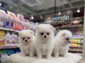 SAFKAN TEACUP POMERANİAN BOO IRK GÜVENCESİYLE