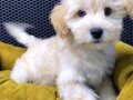MALTİPOO BEBEKLER VONALP PETSHOPTAN