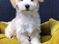 MALTİPOO BEBEKLER VONALP PETSHOPTAN
