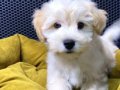 MALTİPOO BEBEKLER VONALP PETSHOPTAN