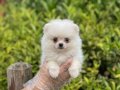 UFACIK POMERİAN YAVRULAR VONALP PETSHOP ÇİFTLİKTEN