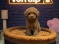  POODLE BEBEKLER VONALP ÇİFTLİKTEN