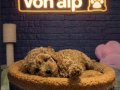  POODLE BEBEKLER VONALP ÇİFTLİKTEN