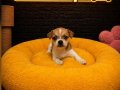CHİHUAHUA BEBEKLER VONALP PETSHOP'DAN