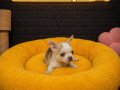 CHİHUAHUA BEBEKLER VONALP PETSHOP'DAN