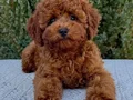  POODLE BEBEKLER VONALP ÇİFTLİKTEN