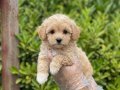 KREM MALTİPOO YAVRULAR VONALP PETSHOPDAN