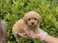 KREM MALTİPOO YAVRULAR VONALP PETSHOPDAN