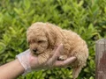 KREM MALTİPOO YAVRULAR VONALP PETSHOPDAN