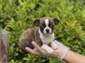 A KALİTE CHİHUAHUA BEBEKLER VONALP PETSHOPTAN