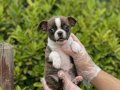 A KALİTE CHİHUAHUA BEBEKLER VONALP PETSHOPTAN