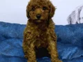 TOY POODLE BEBEKLER VONALP PETSHOP