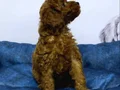 TOY POODLE BEBEKLER VONALP PETSHOP
