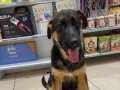 VONALP PETSHOP GARANTİSİYLE SÇRBELGELİ ALMAN KURDU YAVRULAR