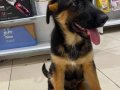VONALP PETSHOP GARANTİSİYLE SÇRBELGELİ ALMAN KURDU YAVRULAR