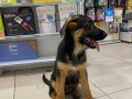 VONALP PETSHOP GARANTİSİYLE SÇRBELGELİ ALMAN KURDU YAVRULAR