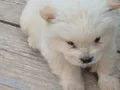 SAFKAN CHOW CHOW YAVRULAR VONALP PETSHOP GARANTİSİ İLE 
