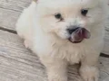 SAFKAN CHOW CHOW YAVRULAR VONALP PETSHOP GARANTİSİ İLE 