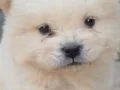 SAFKAN CHOW CHOW YAVRULAR VONALP PETSHOP GARANTİSİ İLE 