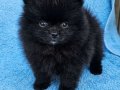 SİYAH POMERİAN YAVRULAR VONALP PETSHOP GARANTİSİYLE