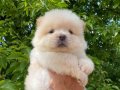 SAFKAN CHOW CHOW YAVRULAR VONALP PETSHOP GARANTİSİ İLE 